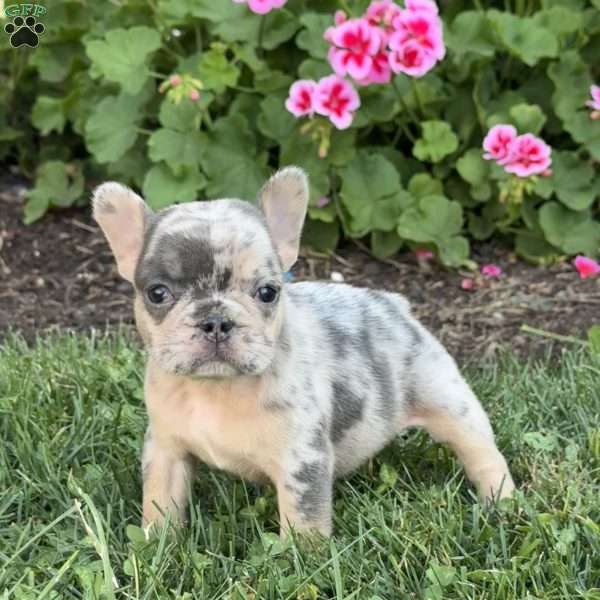 Ally, French Bulldog Puppy
