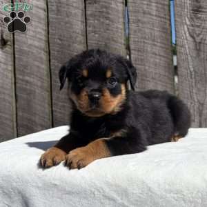 Rebba, Rottweiler Puppy