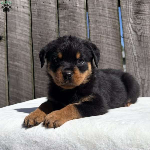 Rebba, Rottweiler Puppy