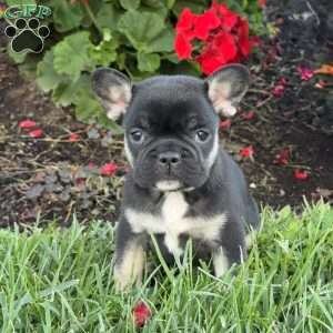 Bear, French Bulldog Puppy