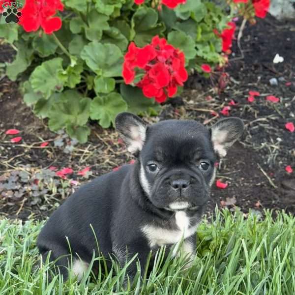 Bear, French Bulldog Puppy