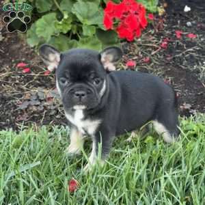 Bear, French Bulldog Puppy