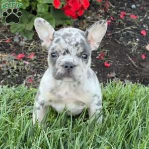 Bubba, French Bulldog Puppy
