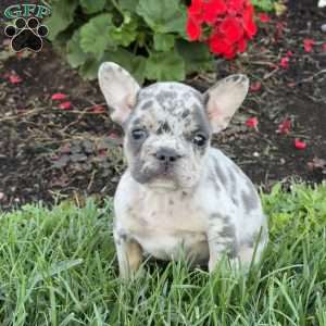 Bubba, French Bulldog Puppy