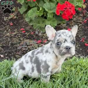 Bubba, French Bulldog Puppy