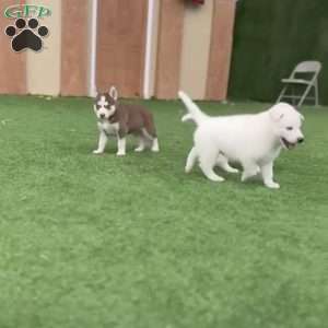Ranger, Siberian Husky Puppy