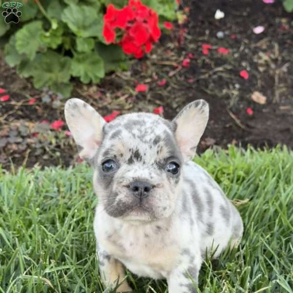 Bubba, French Bulldog Puppy