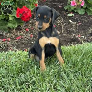 Chief, Miniature Pinscher Puppy