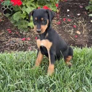 Chief, Miniature Pinscher Puppy