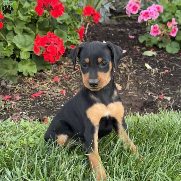Chief, Miniature Pinscher Puppy