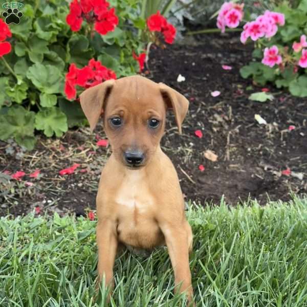 Clyde, Miniature Pinscher Puppy