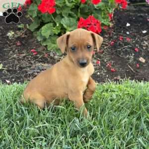 Clyde, Miniature Pinscher Puppy
