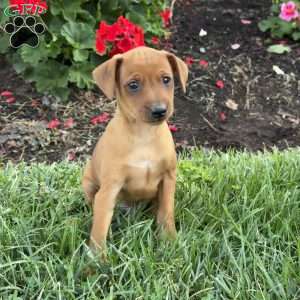 Clyde, Miniature Pinscher Puppy