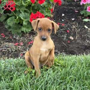 Clyde, Miniature Pinscher Puppy