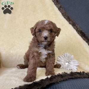 Rosie, Toy Poodle Puppy