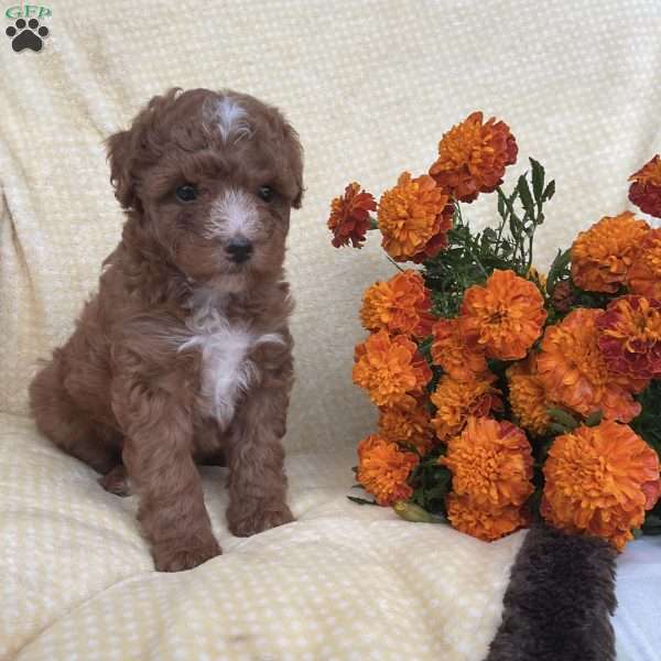 Rosie, Toy Poodle Puppy
