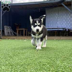 Zoe, Siberian Husky Puppy