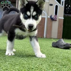 Zoe, Siberian Husky Puppy