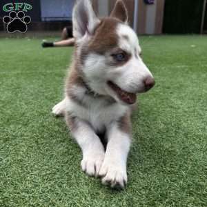 Zeus, Siberian Husky Puppy