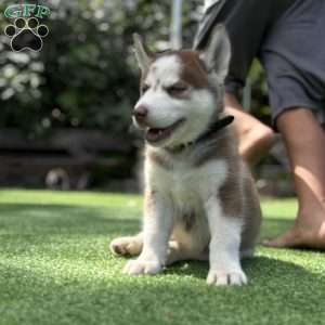 Zeus, Siberian Husky Puppy