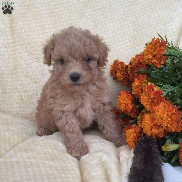 Reese, Toy Poodle Puppy