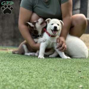 Ranger, Siberian Husky Puppy