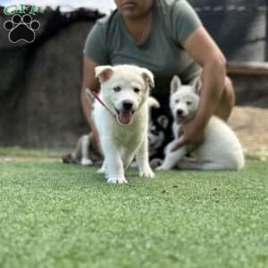 Ranger, Siberian Husky Puppy