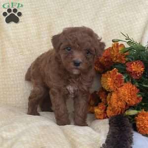 Riley, Toy Poodle Puppy