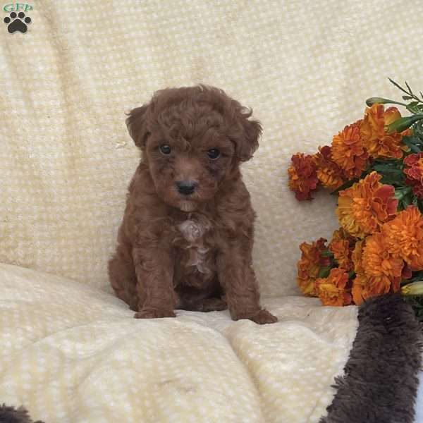 Riley, Toy Poodle Puppy