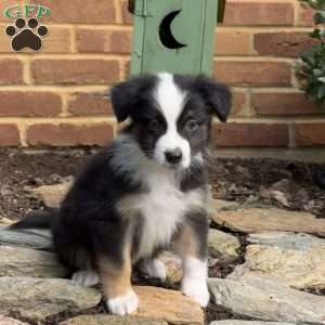 Snoopy, Miniature Australian Shepherd Puppy