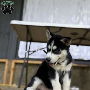 Zoe, Siberian Husky Puppy