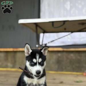 Zoe, Siberian Husky Puppy