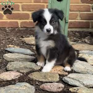Snoopy, Miniature Australian Shepherd Puppy