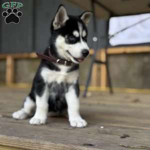 Zoe, Siberian Husky Puppy