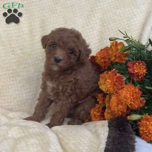 Riley, Toy Poodle Puppy