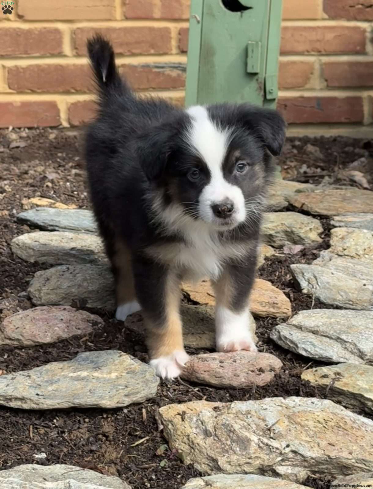 Snoopy, Miniature American Shepherd