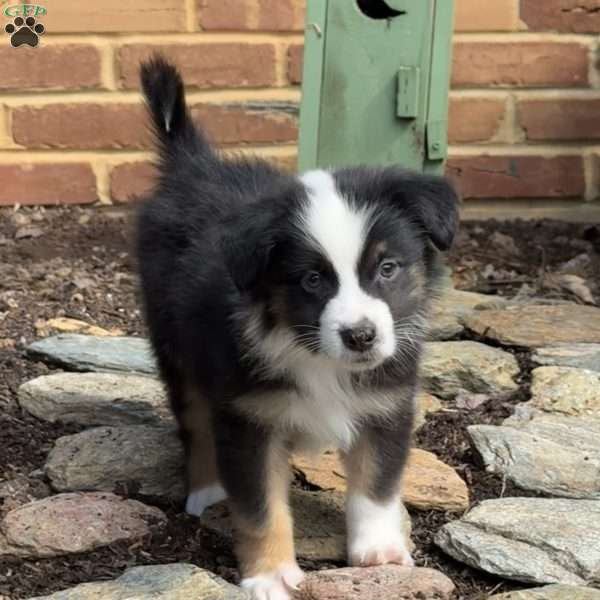 Snoopy, Miniature Australian Shepherd Puppy