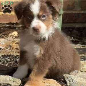 Scout, Miniature Australian Shepherd Puppy
