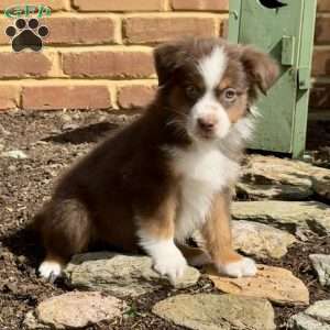 Scout, Miniature Australian Shepherd Puppy