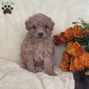 Reese, Toy Poodle Puppy