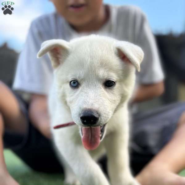 Ranger, Siberian Husky Puppy