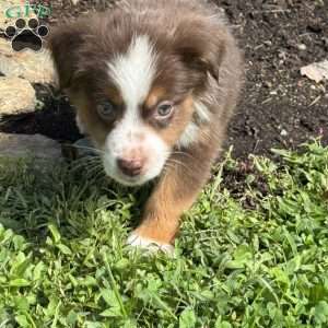 Scout, Miniature Australian Shepherd Puppy