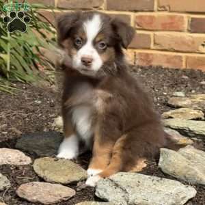 Scout, Miniature Australian Shepherd Puppy