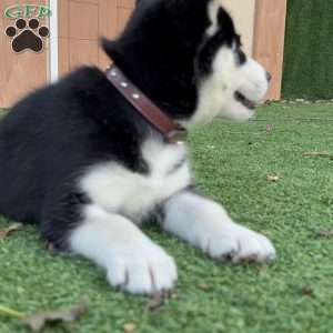 Zoe, Siberian Husky Puppy