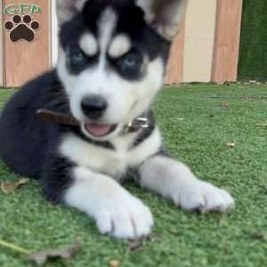 Zoe, Siberian Husky Puppy