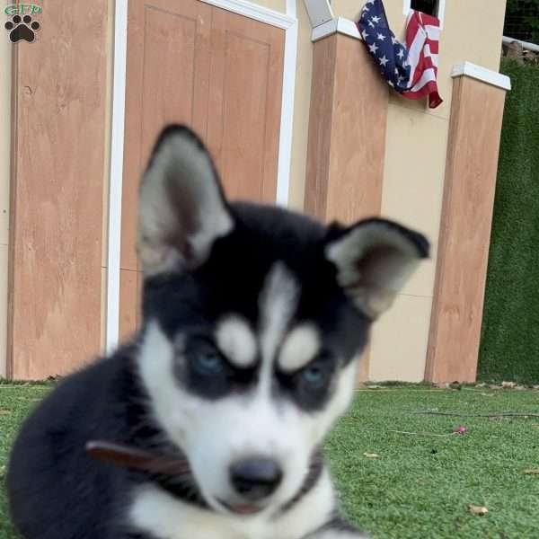 Zoe, Siberian Husky Puppy