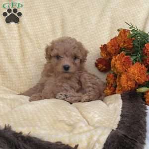 Reese, Toy Poodle Puppy