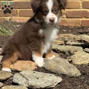 Scout, Miniature Australian Shepherd Puppy