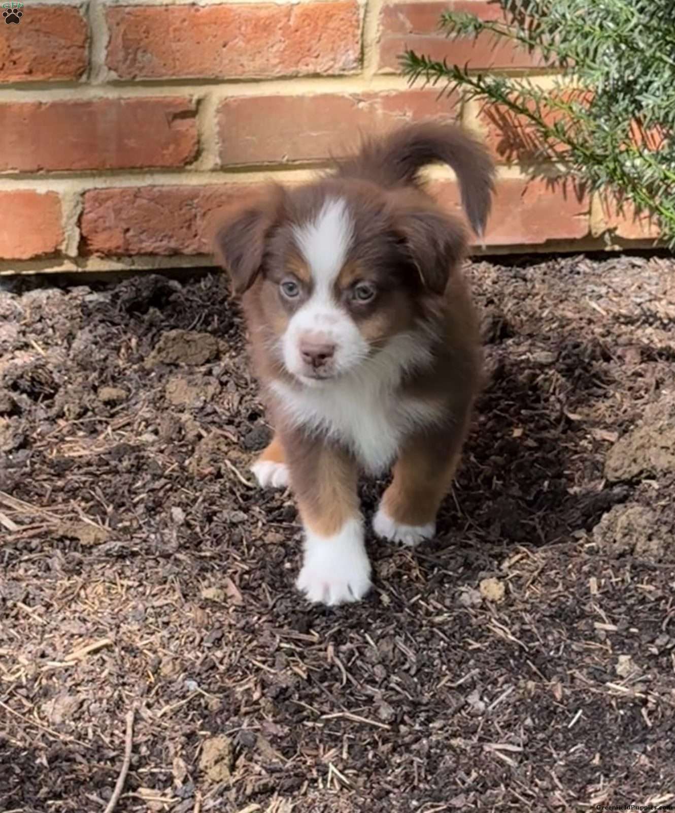 Scout (Miniature American Shepherd, Male) in Christiana, PA