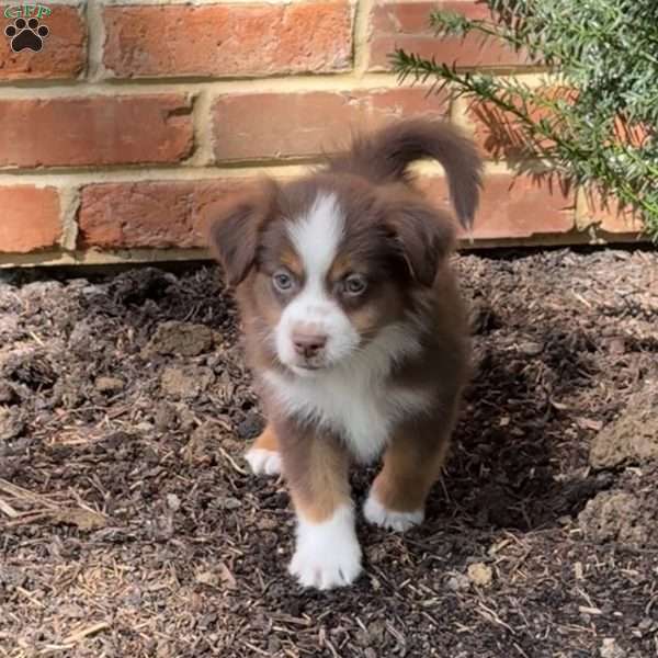 Scout, Miniature Australian Shepherd Puppy